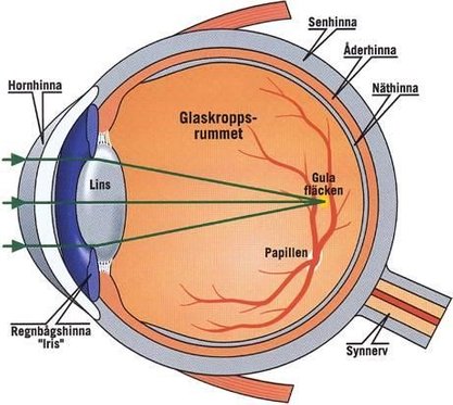 Synproblem ögat optiker synundersökning hornhinna